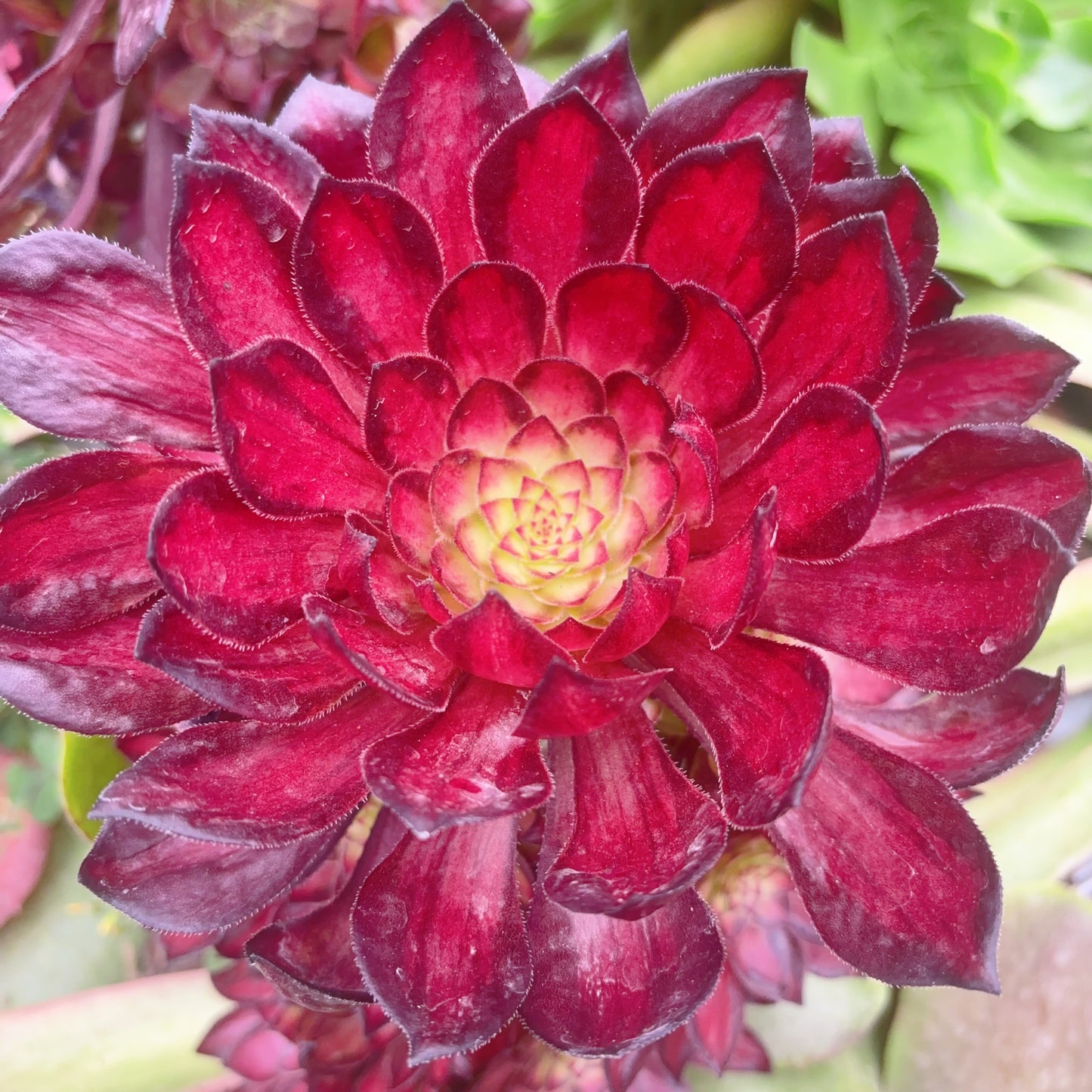 Pre-sale!!!!Shipping in September!!!!!宝莲灯主头,Aeonium Lotus Lantern,Cutting,About 10-13cm
