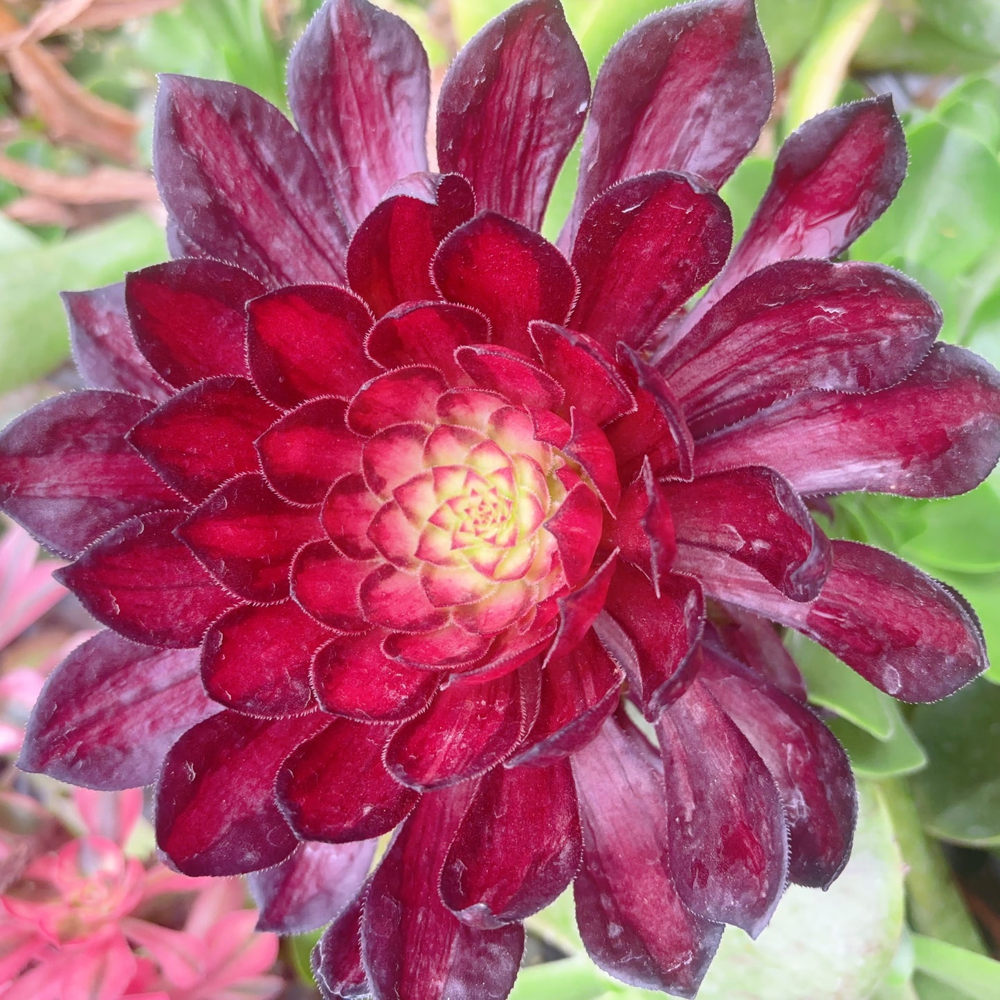 Pre-sale!!!!Shipping in September!!!!!宝莲灯主头,Aeonium Lotus Lantern,Cutting,About 10-13cm