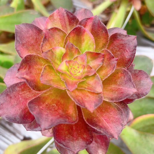 光影,Aeonium Light and Shadow,Cutting,About 8cm