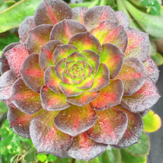 海珊瑚,Aeonium Sea Coral,Cutting,About 8cm