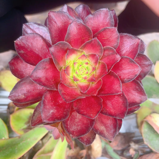 锦鲤,Aeonium Koi,Cutting,About 8cm