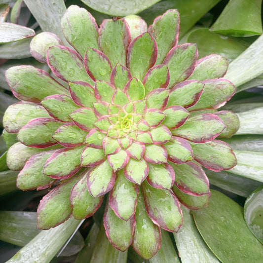 翠鸟羽,Aeonium Kingfisher Tail,Cutting,About 10cm