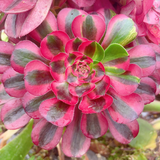 蝶衣,Aeonium Dress of Butterfly,Cutting,About 10-13cm