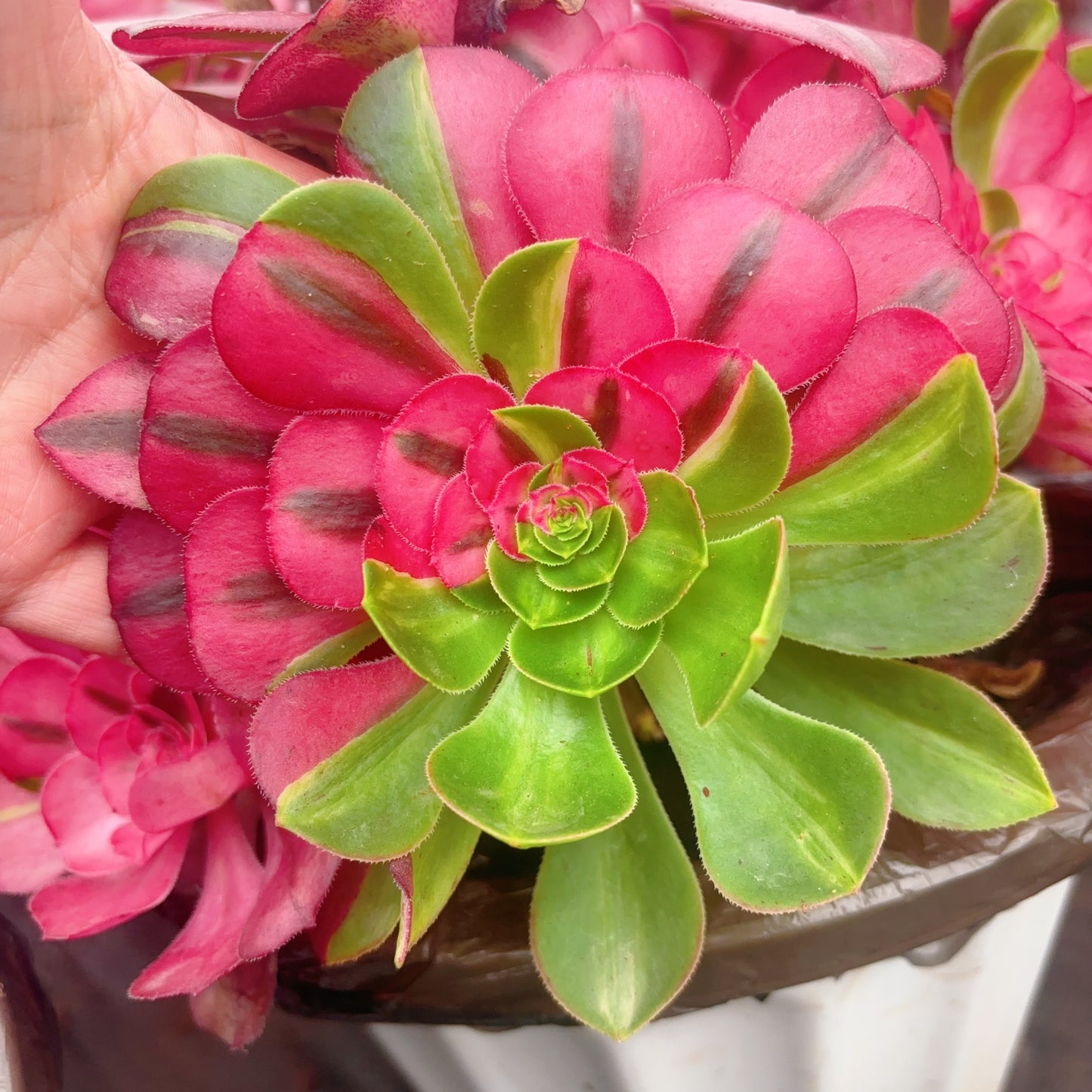 Pre-sale!!!!Shipping in September!!!!!蝶衣,Aeonium Dress of Butterfly,Cutting,About 10-13cm