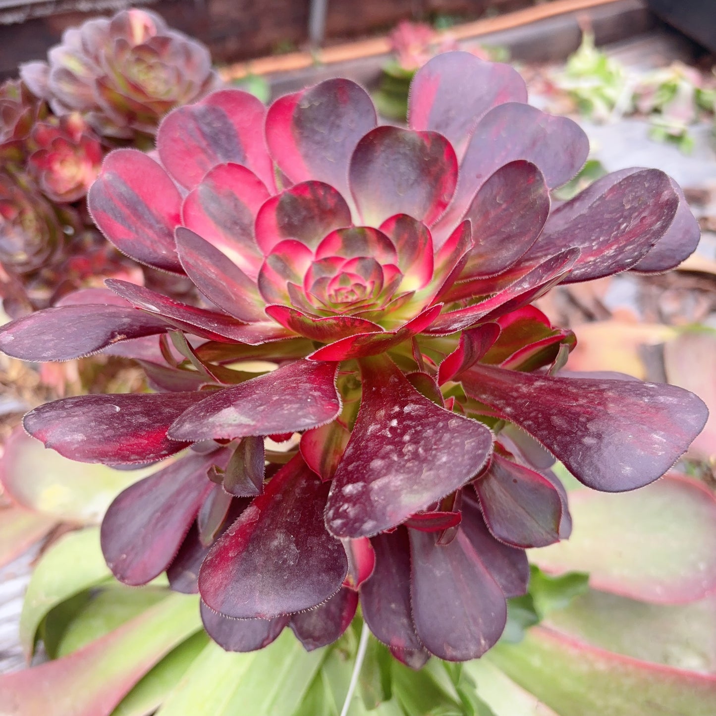 花蝴蝶,Aeonium Colorful Butterfly,Cutting,About 10cm