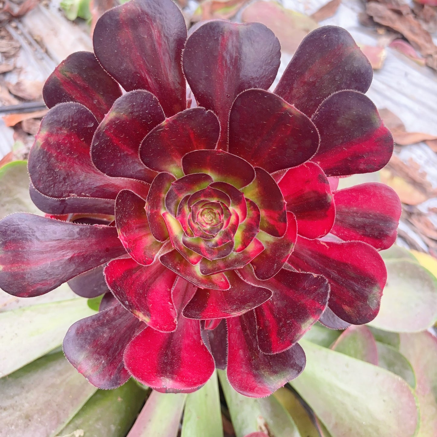 花蝴蝶,Aeonium Colorful Butterfly,Cutting,About 10cm