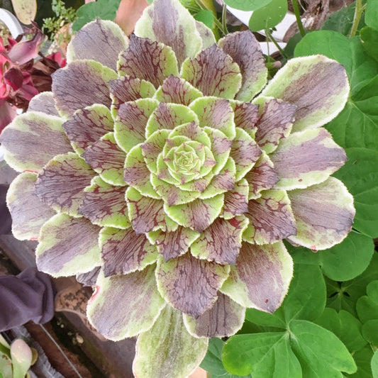 “捕梦网”,Aeonium Dream Catcher,Cutting,About 8-10cm