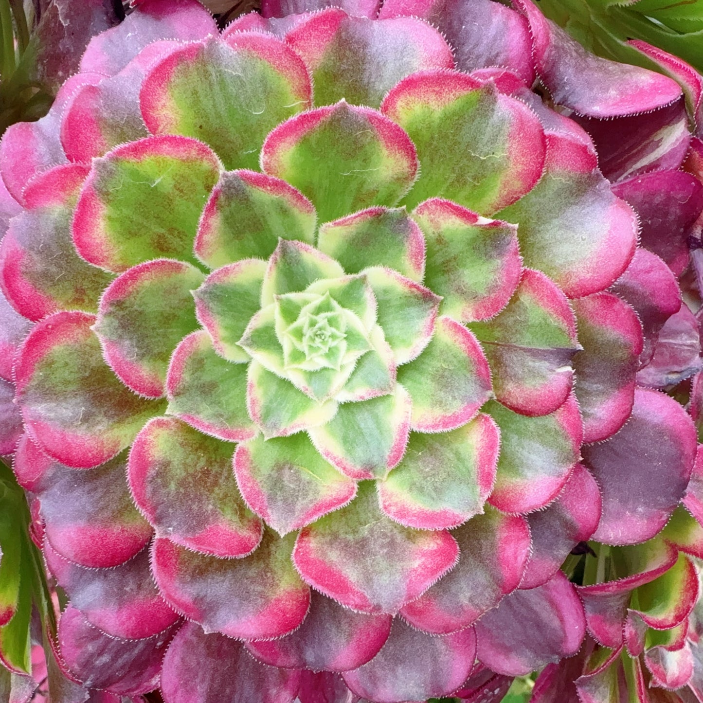 波澜,Aeonium Waves,Cutting,About 10—13cm