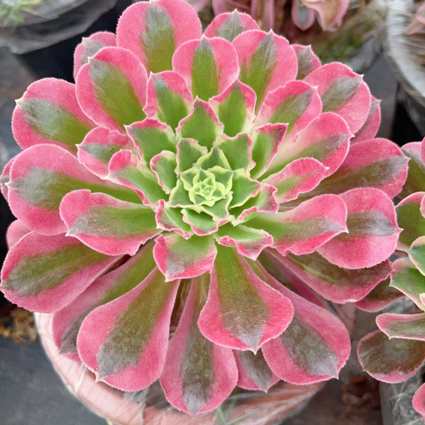 蕾丝雨花石,Aeonium Lace Leaf River Stone,Cutting,About 10-13cm