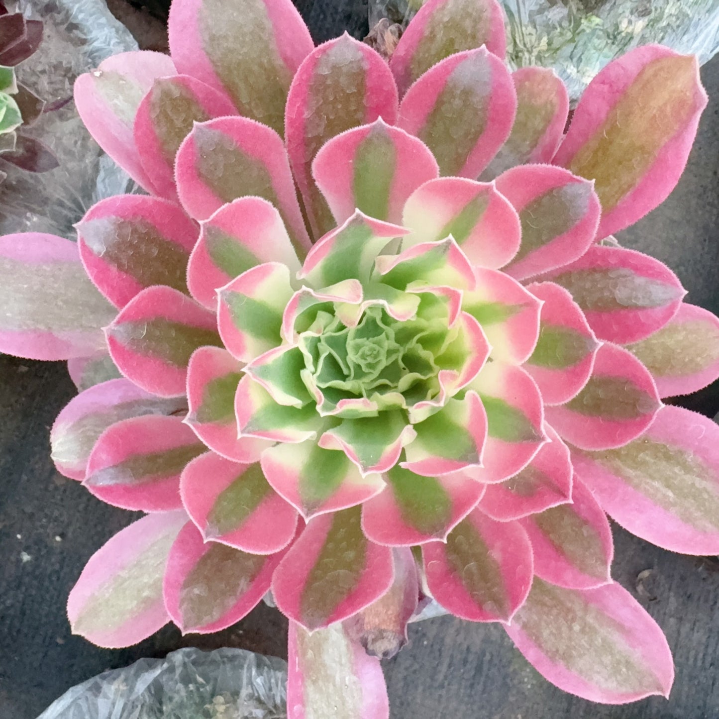 蕾丝雨花石,Aeonium Lace Leaf River Stone,Cutting,About 10-13cm