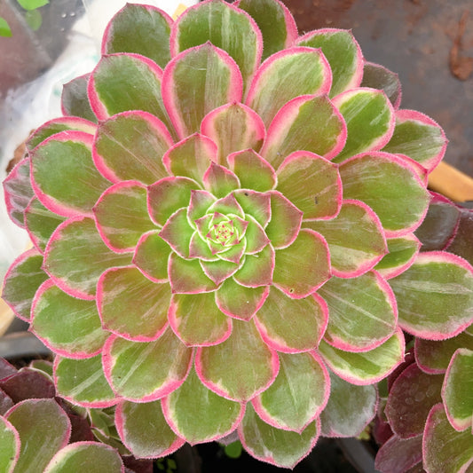 莲花座,Aeonium Lotus Platform,Cutting,About 8cm