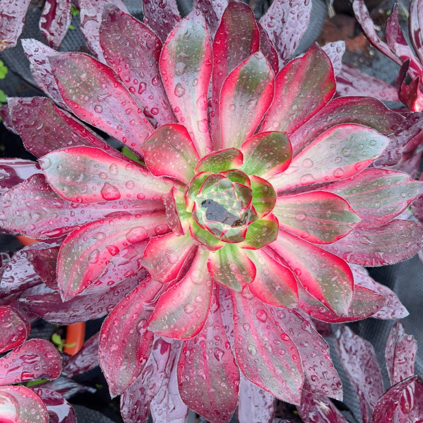 火凤,Aeonium Fire Phoenix,Cutting,About 15cm
