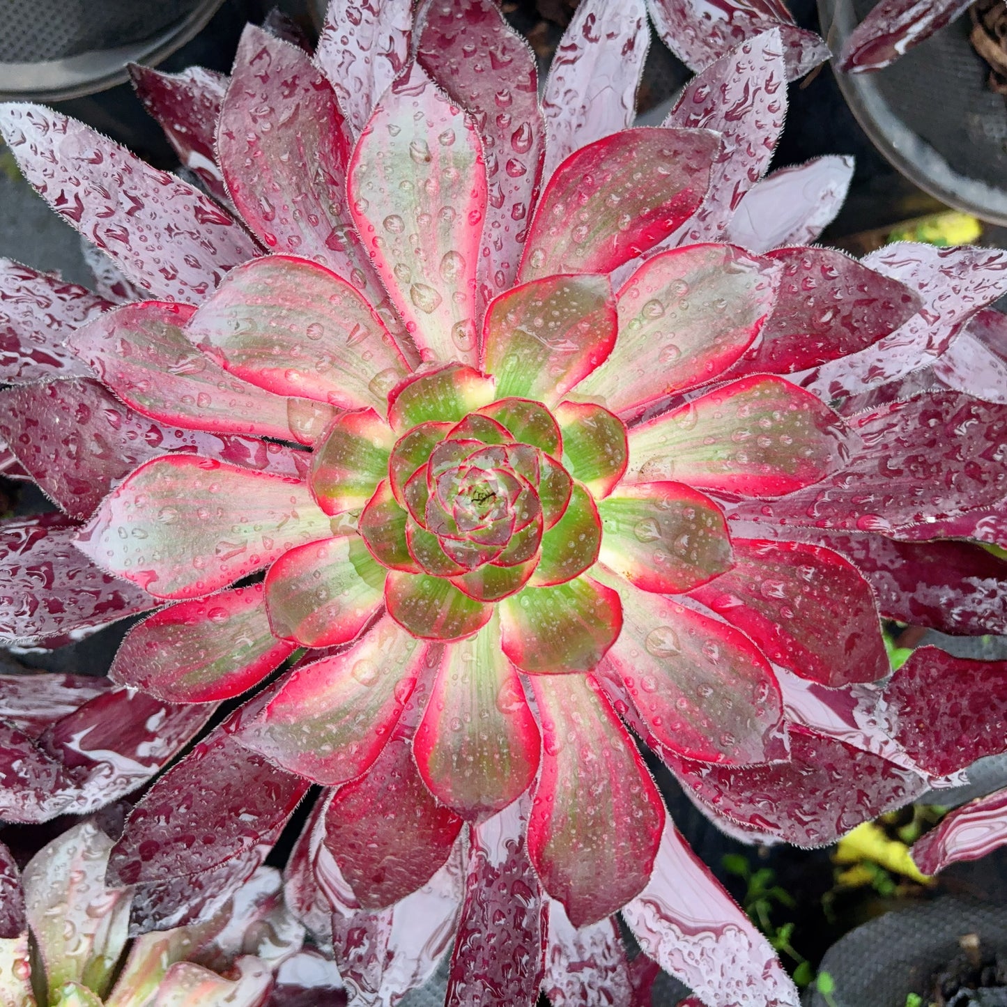 火凤,Aeonium Fire Phoenix,Cutting,About 15cm
