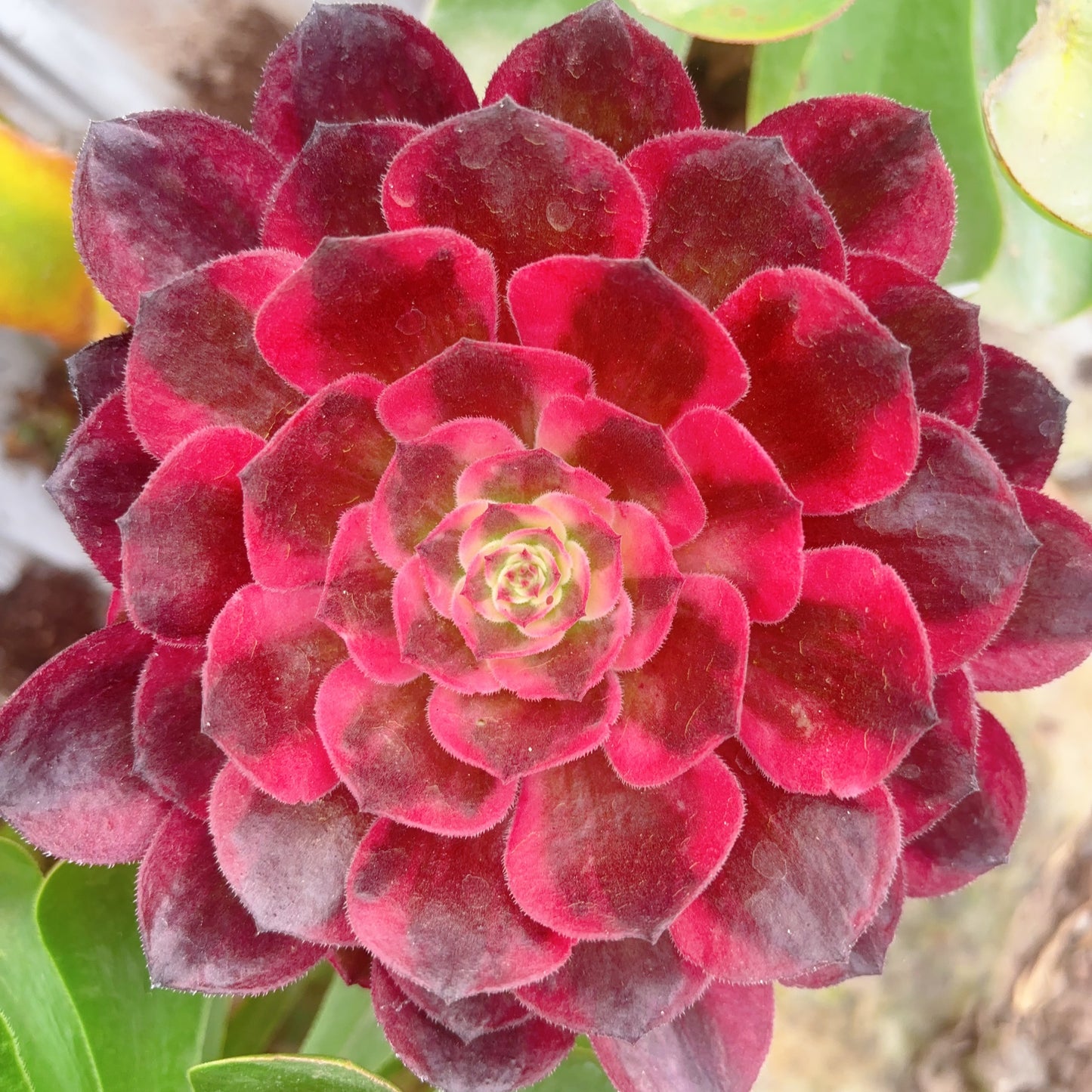 赤焰莲,Aeonium Red Flame Lotus,Cutting,About 8cm