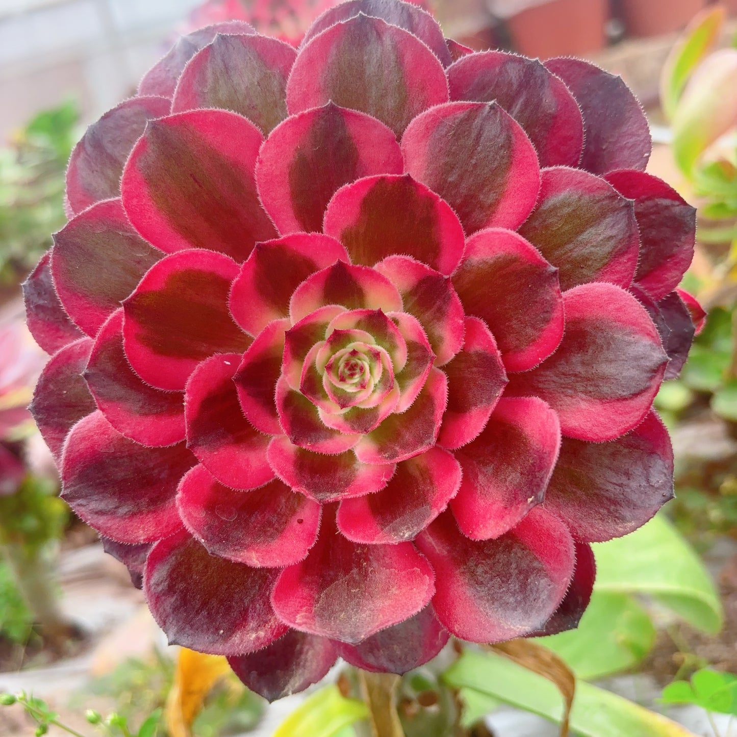 赤焰莲,Aeonium Red Flame Lotus,Cutting,About 8cm