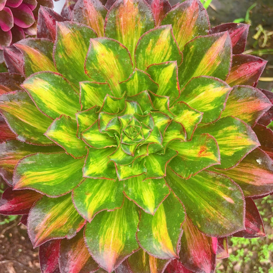 冰武士七彩中斑,Aeonium Ice Warrior Colourful Middle Varigated,Cutting,15-20cm