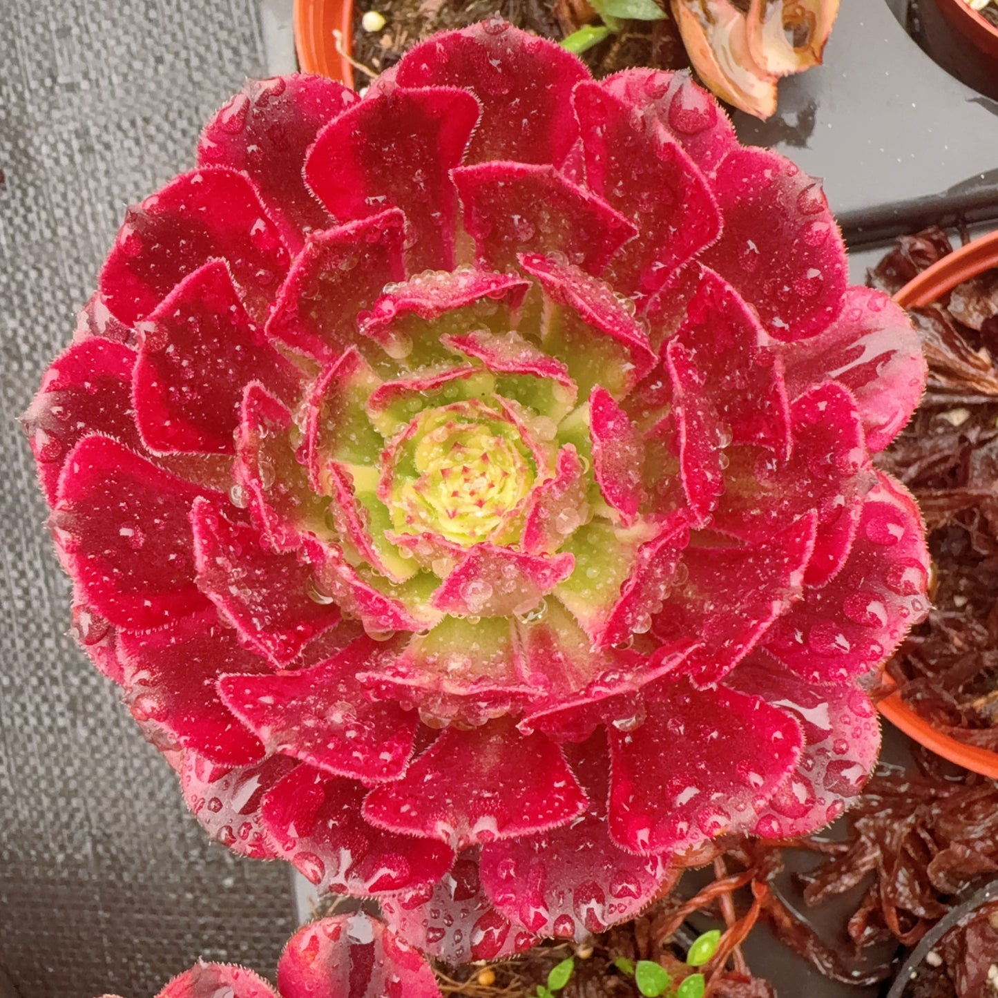 Pre-sale!!!!Shipping in September!!!!!美琳,Aeonium Merrill,Single Head,13cm