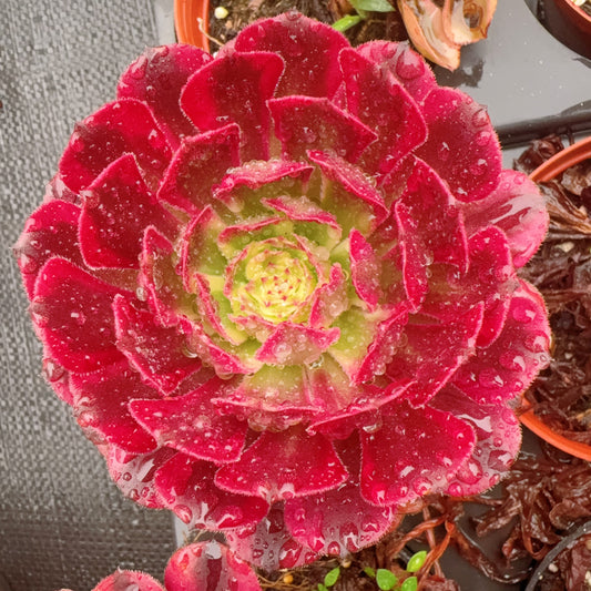 美琳,Aeonium Merrill,Cutting,10cm