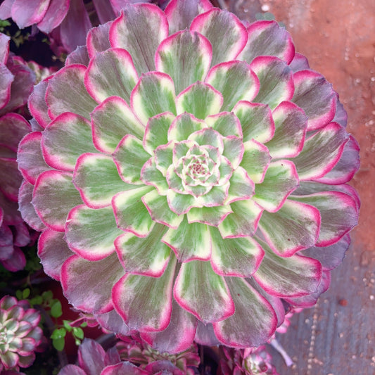 水彩画,Aeonium Aquarelle,Cutting,About 10cm