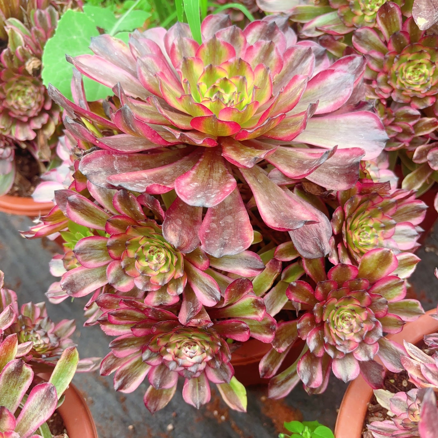 凌波仙子,Aeonium Limbo Fairy,cluster,about 8 heads,20-25cm