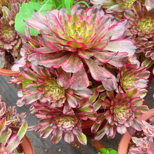凌波仙子,Aeonium Limbo Fairy,cluster,about 8 heads,20-25cm
