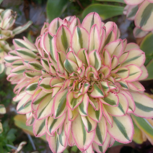 燕姿,Aeonium Zeus Selected缀化,Rootless Crest,13-18cm