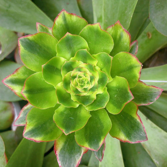绿野仙踪,Aeonium Green Field,Cutting