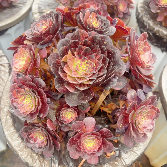 墨染群,Aeonium Cappuccino,cluster,about 8 heads,20-25cm