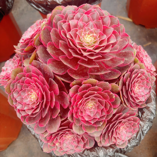 倾城之恋群,Aeonium Desperate Love,cluster,about 8 heads,20-25cm