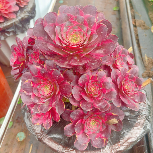 魅金玫瑰锦群,Aeonium Black Gold Rose,cluster,about 8 heads,20cm