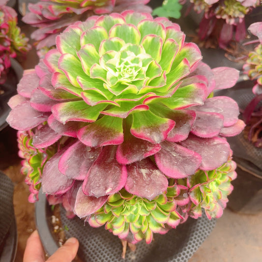 波澜,Aeonium Waves,cluster,about 6 heads,15-20cm