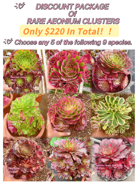 Rare Aeonium Clusters, Choose 5 out of 9, After placing your order, Please contact us to let us know your choices after ordering.