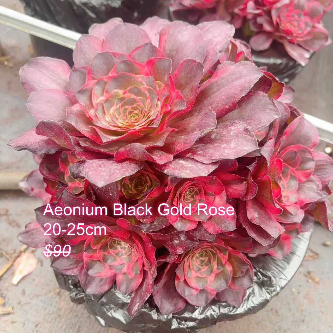 Pre-sale!!!!Shipping in September!!!!!Rare Aeonium Clusters, Choose 5 out of 9, After placing your order, Please contact us to let us know your choices after ordering.