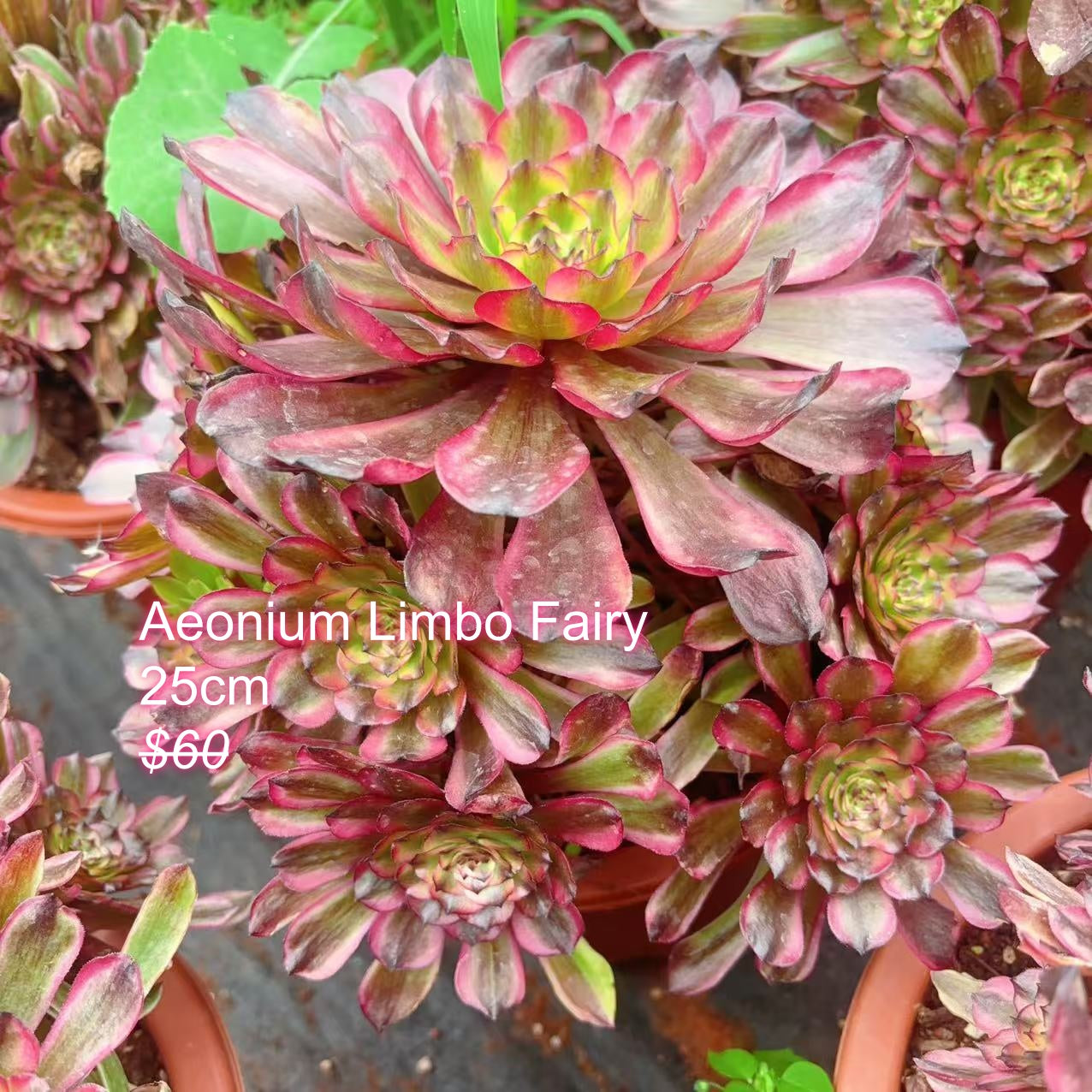 Pre-sale!!!!Shipping in September!!!!!Rare Aeonium Clusters, Choose 5 out of 9, After placing your order, Please contact us to let us know your choices after ordering.