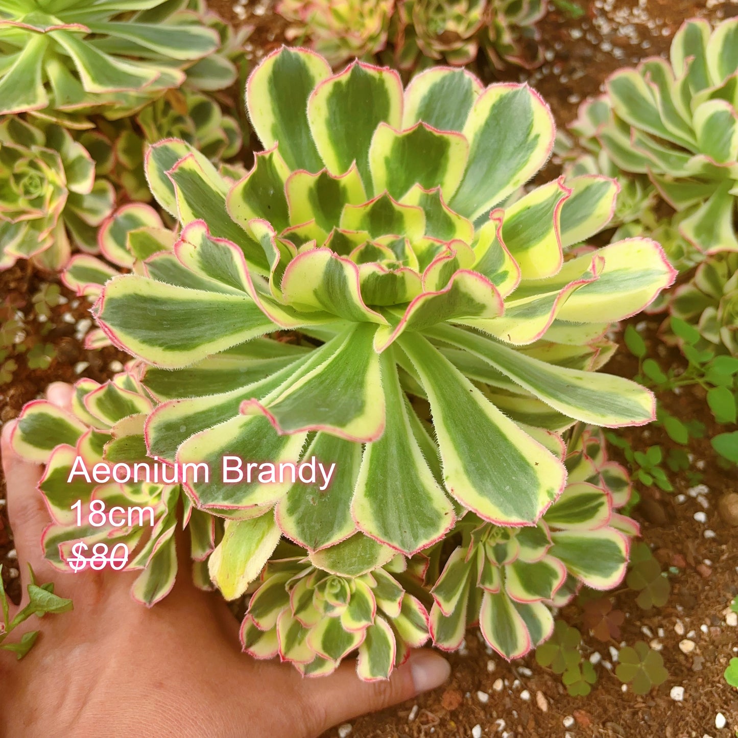 Pre-sale!!!!Shipping in September!!!!!Rare Aeonium Clusters, Choose 5 out of 9, After placing your order, Please contact us to let us know your choices after ordering.