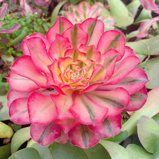 爱丽丝,Aeonium Alice,Cutting 15-20cm