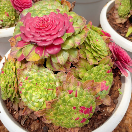 知否,Aeonium Zhi Fou,cluster,20cm