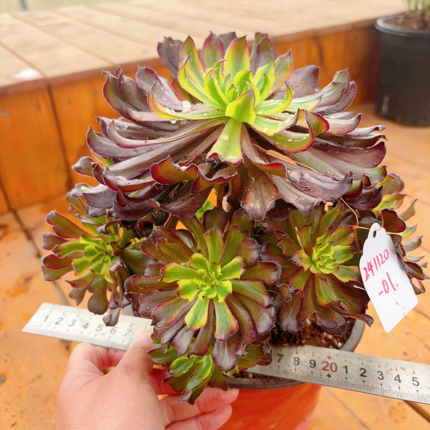 Unique!!No.241102-01.Aeonium Black Peony,Cluster.Sizes Shown in Photos.