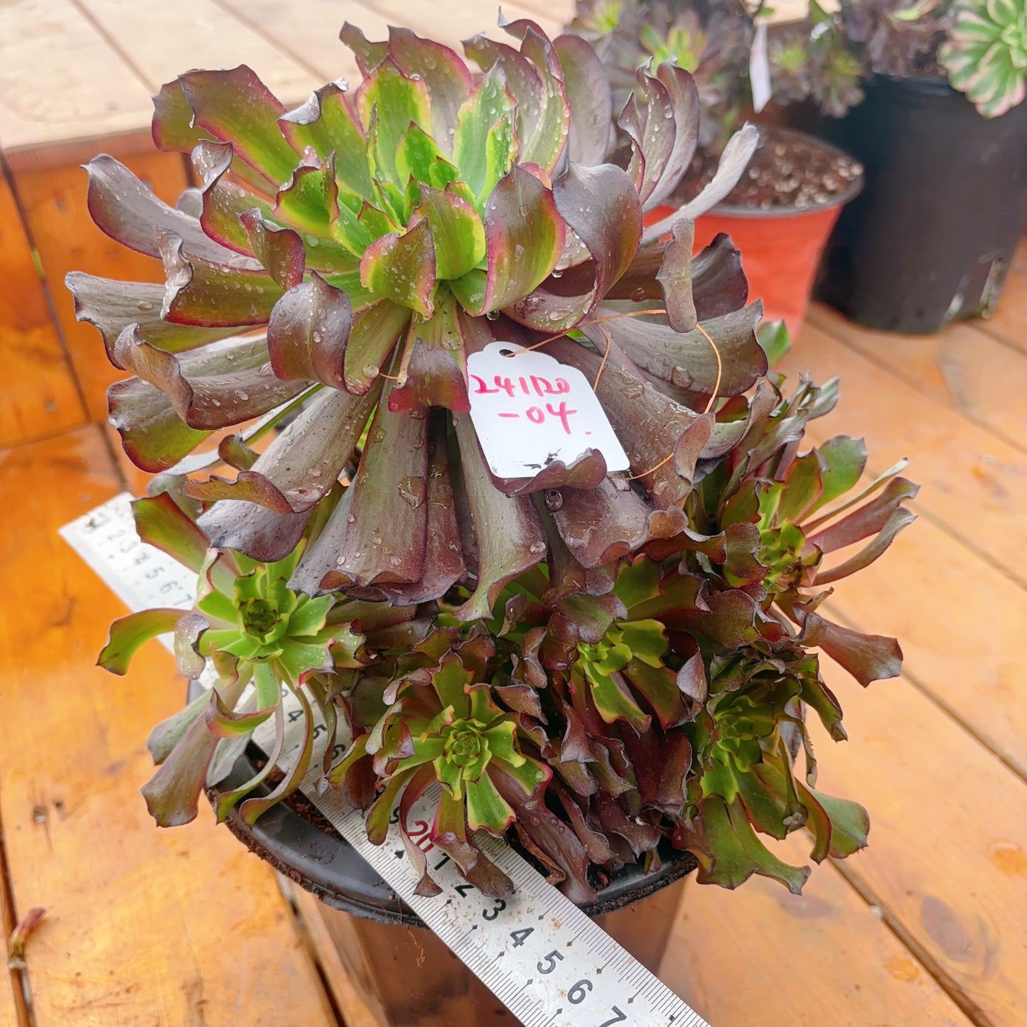 Unique!!No.241102-04.Aeonium Black Peony,Cluster.Sizes Shown in Photos.