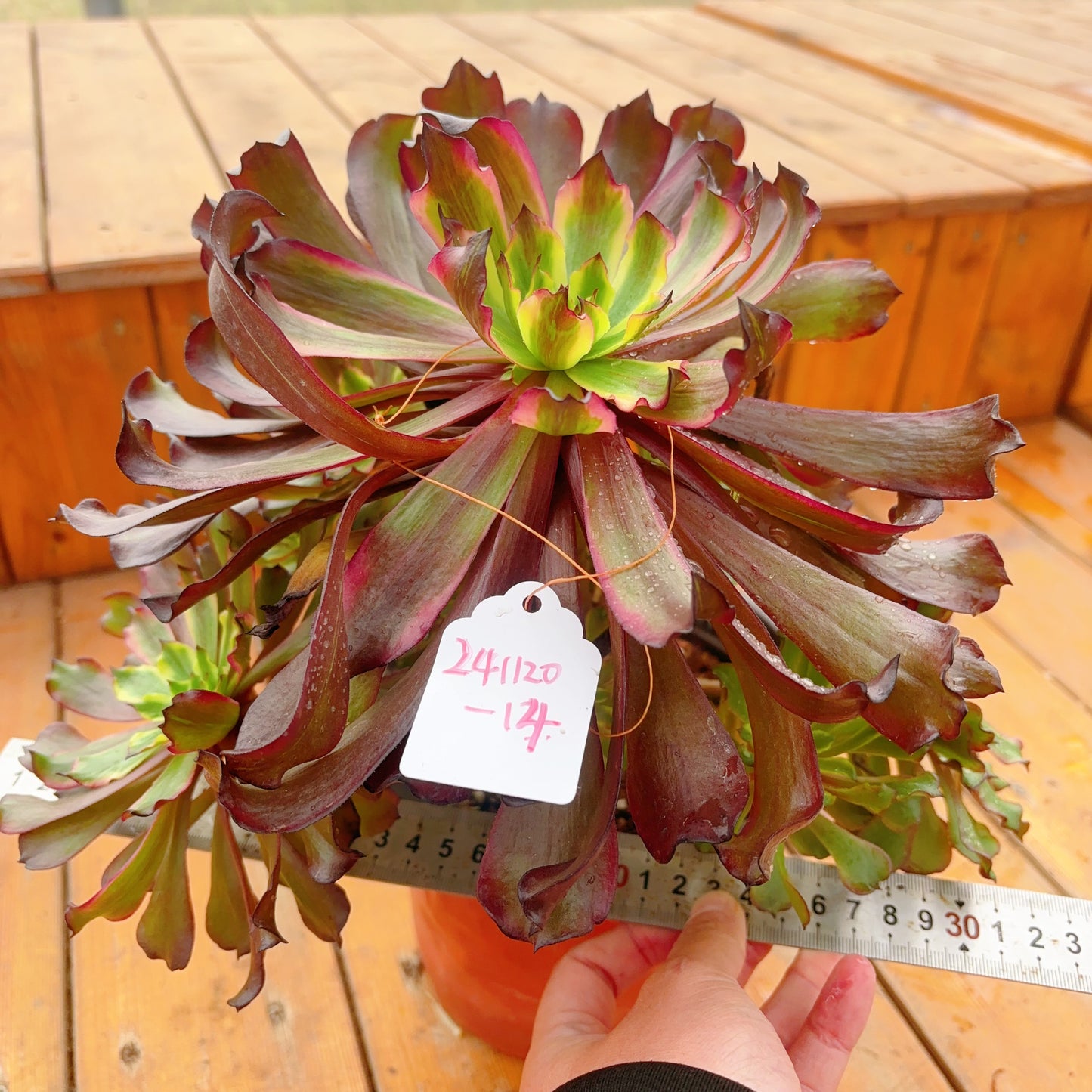 Unique!!No.241102-14.Aeonium Black Peony,Cluster.Sizes Shown in Photos.