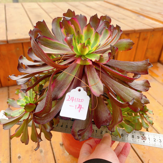 Unique!!No.241102-14.Aeonium Black Peony,Cluster.Sizes Shown in Photos.