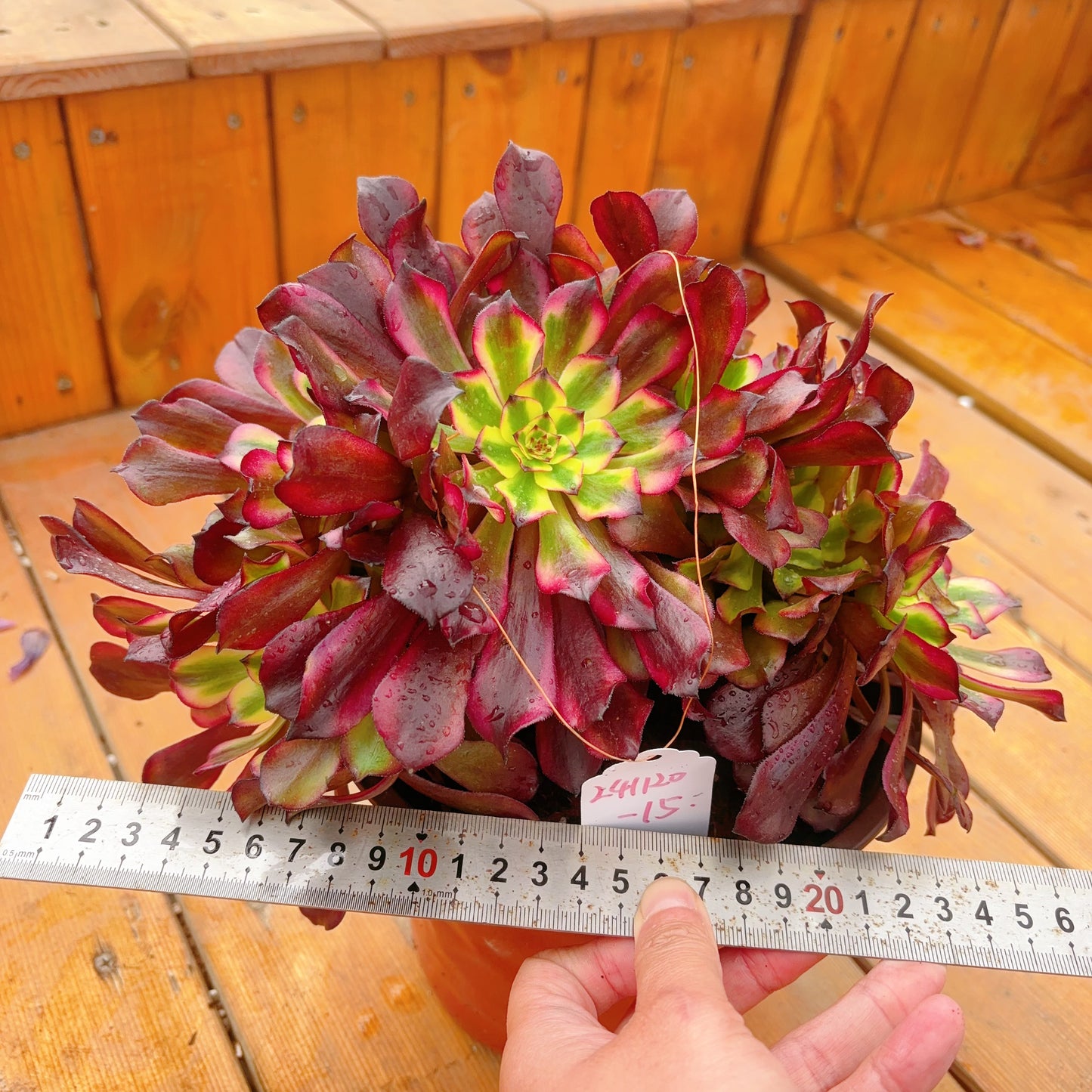 Unique!!No.241102-15.Aeonium Miss Cloudy,Cluster.Sizes Shown in Photos.