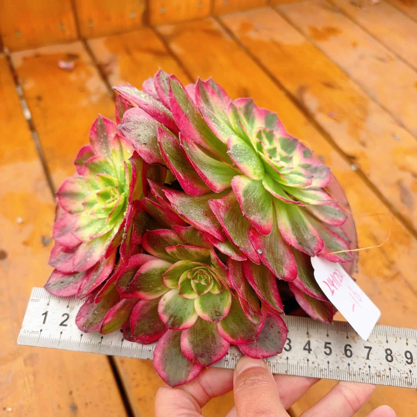 Unique!!No.241102-16.Aeonium Yunhe,Cluster.Sizes Shown in Photos.