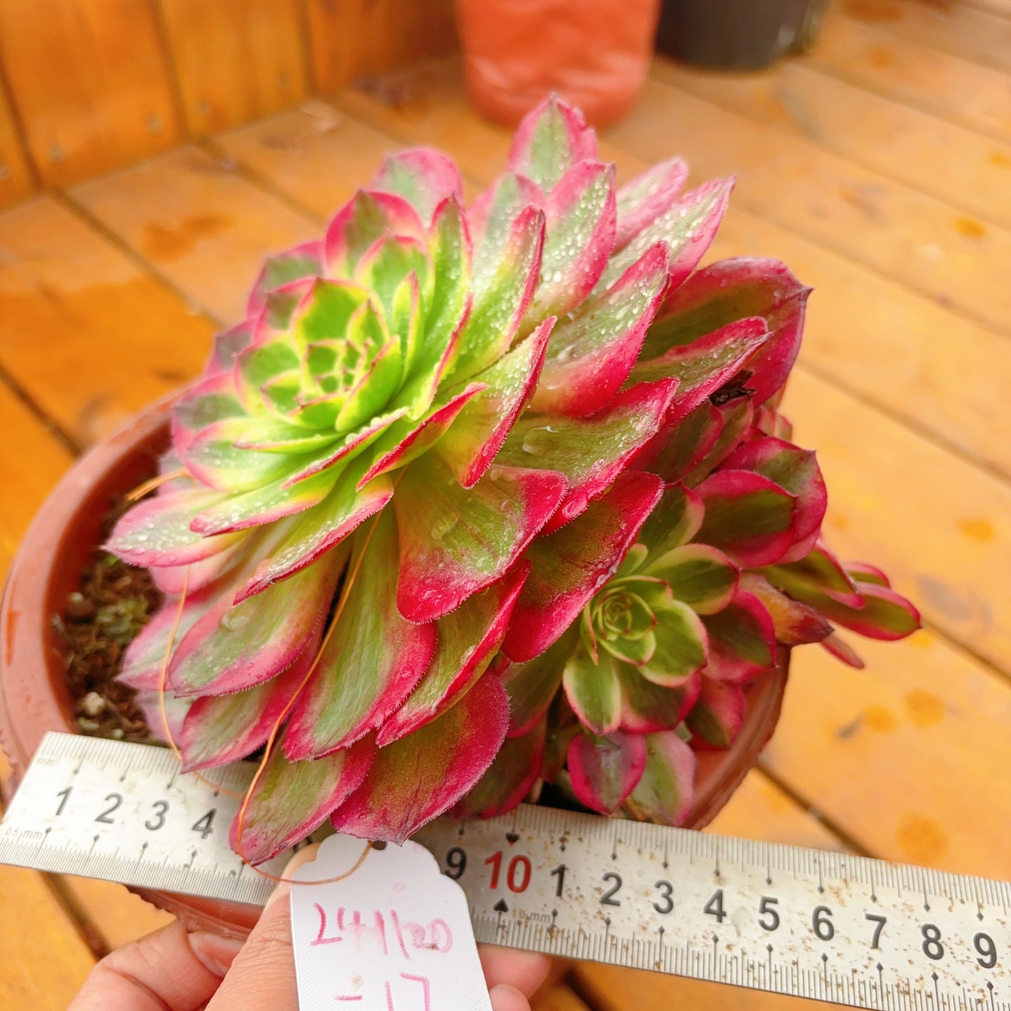 Unique!!No.241102-17.Aeonium Yunhe,Cluster.Sizes Shown in Photos.