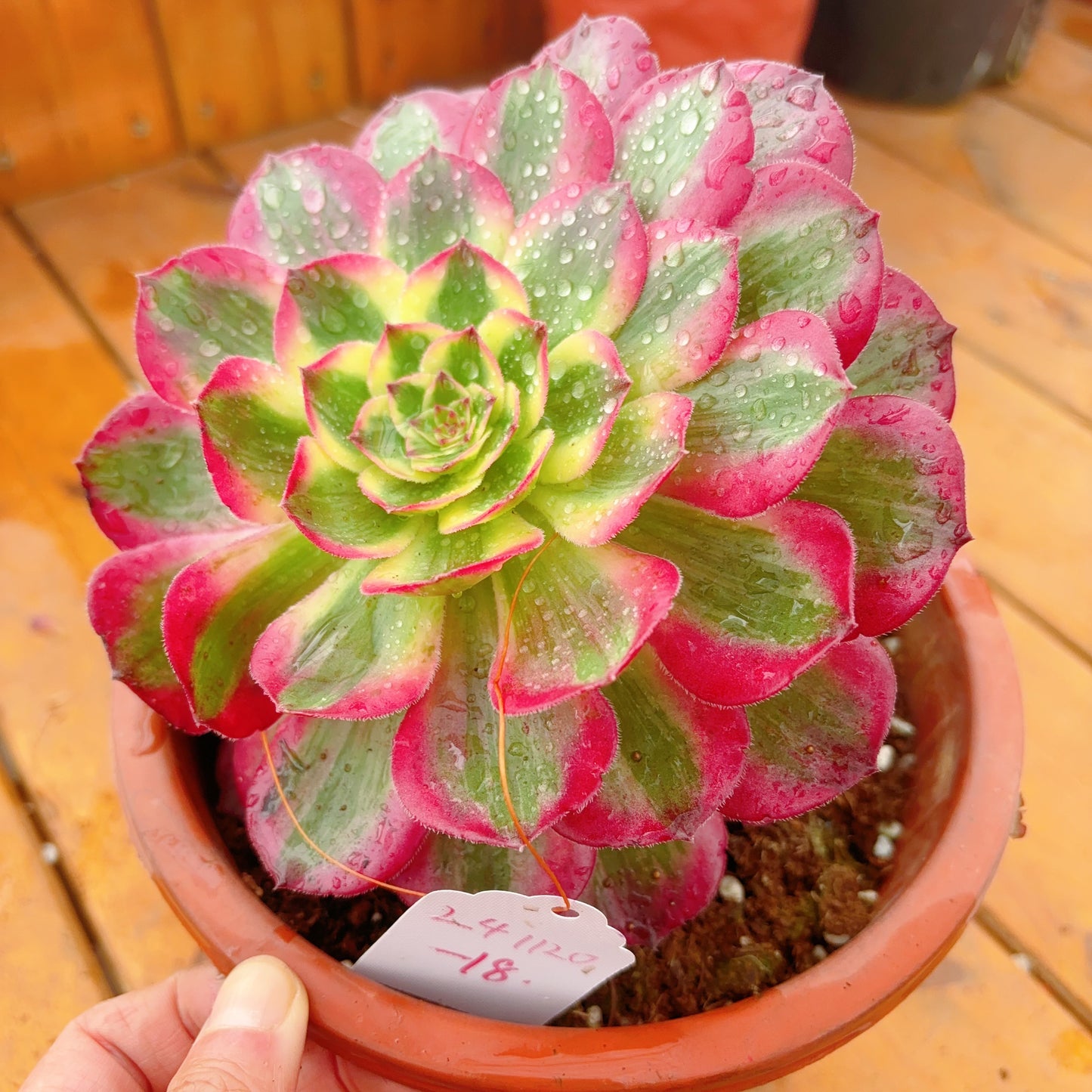 Unique!!No.241102-18.Aeonium Yunhe,Cluster.Sizes Shown in Photos.