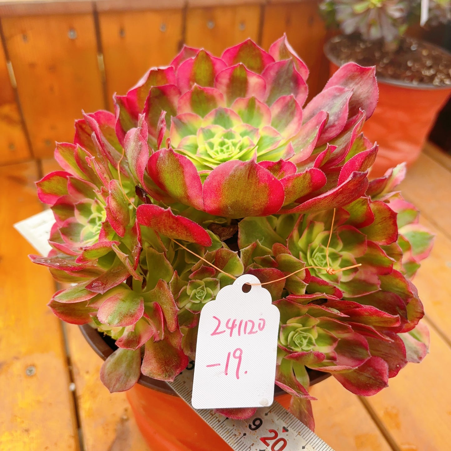 Unique!!No.241102-19.Winkle Leaves Aeonium Yuzi,Cluster.Sizes Shown in Photos.