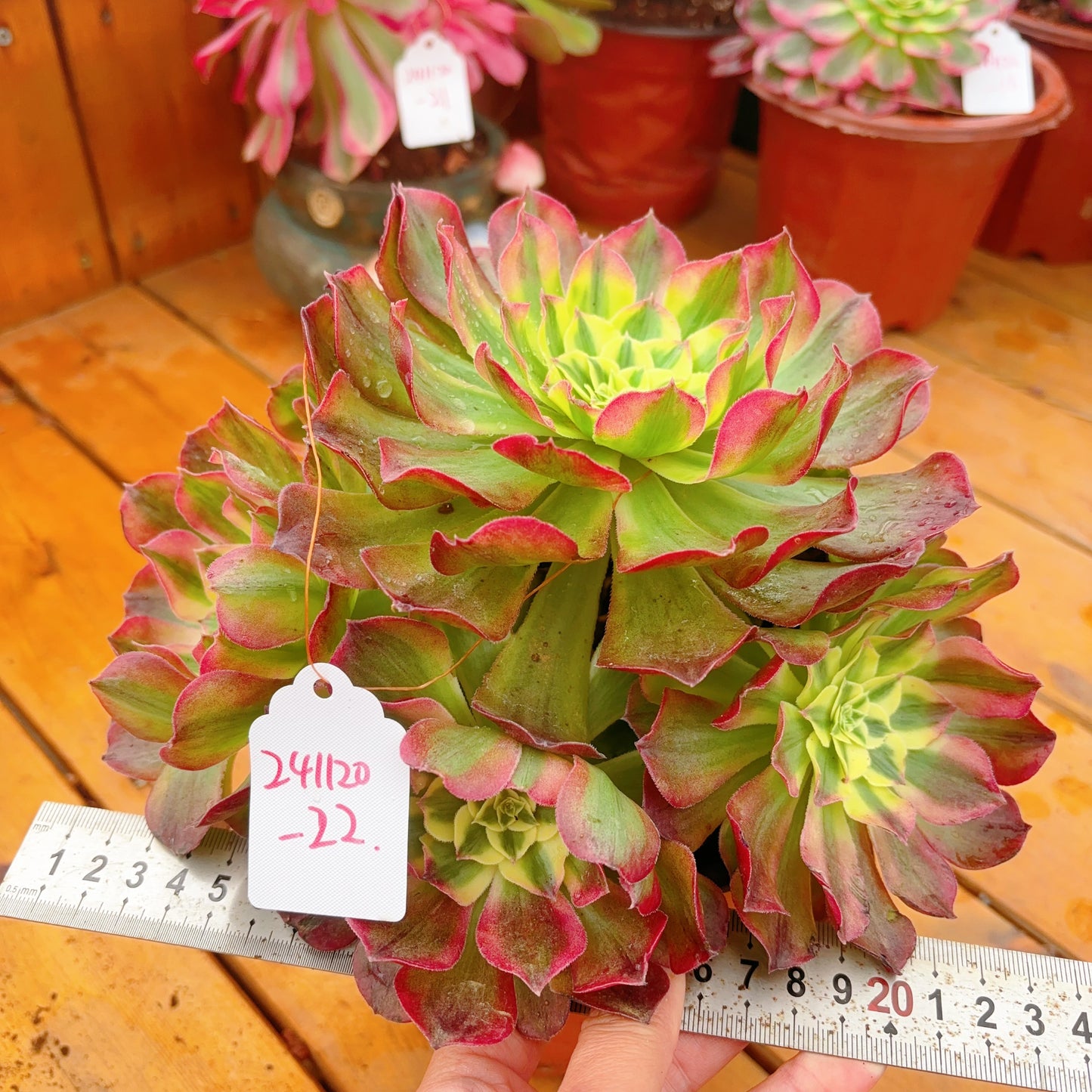 Unique!!No.241102-22.Winkle Leaves Aeonium Yuzi,Cluster.Sizes Shown in Photos.