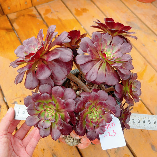 Unique!!No.241102-23.Aeonium Meiji,Cluster.Sizes Shown in Photos.
