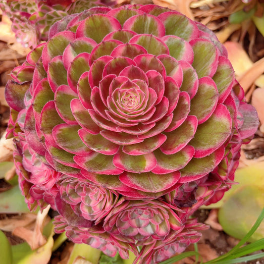 海神,Aeonium Nereus,Rootless cluster,about 15 heads,32cm