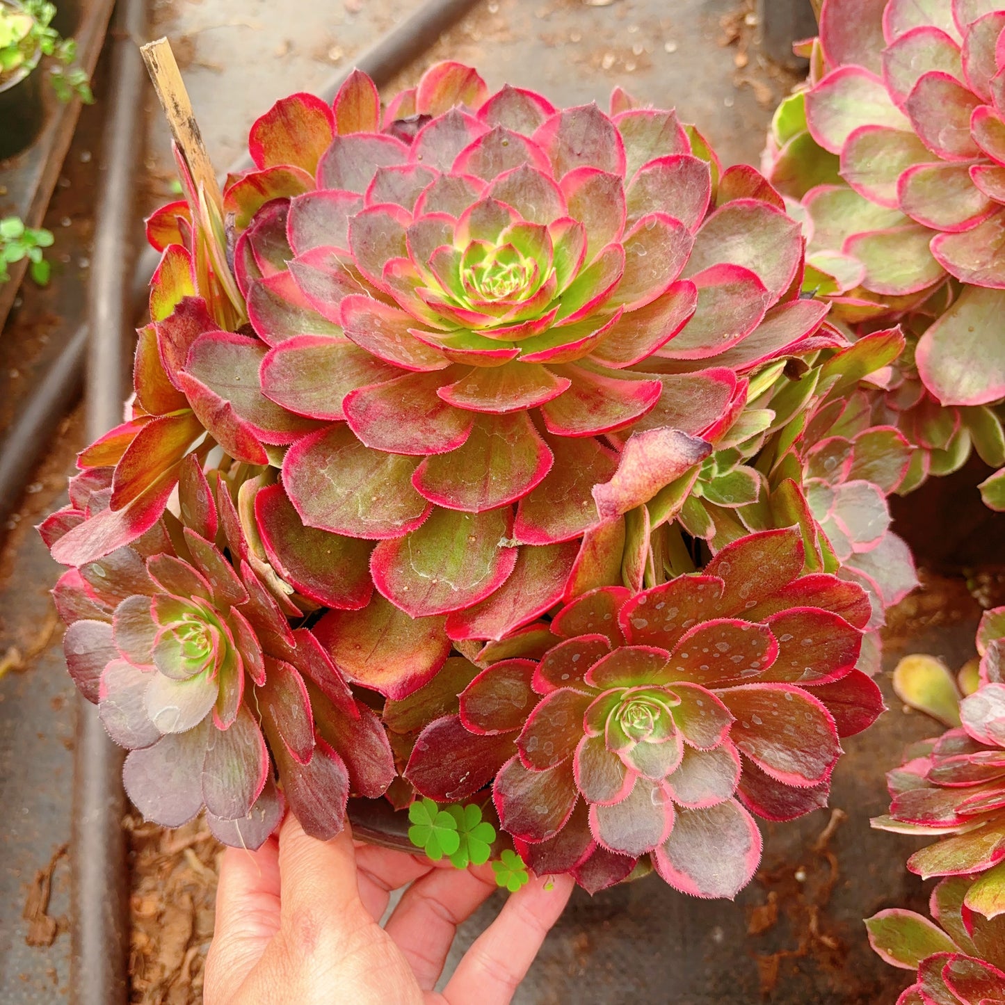 夜宴,Aeonium Evening Banquet,Cluster,20-25cm At Least 10 heads